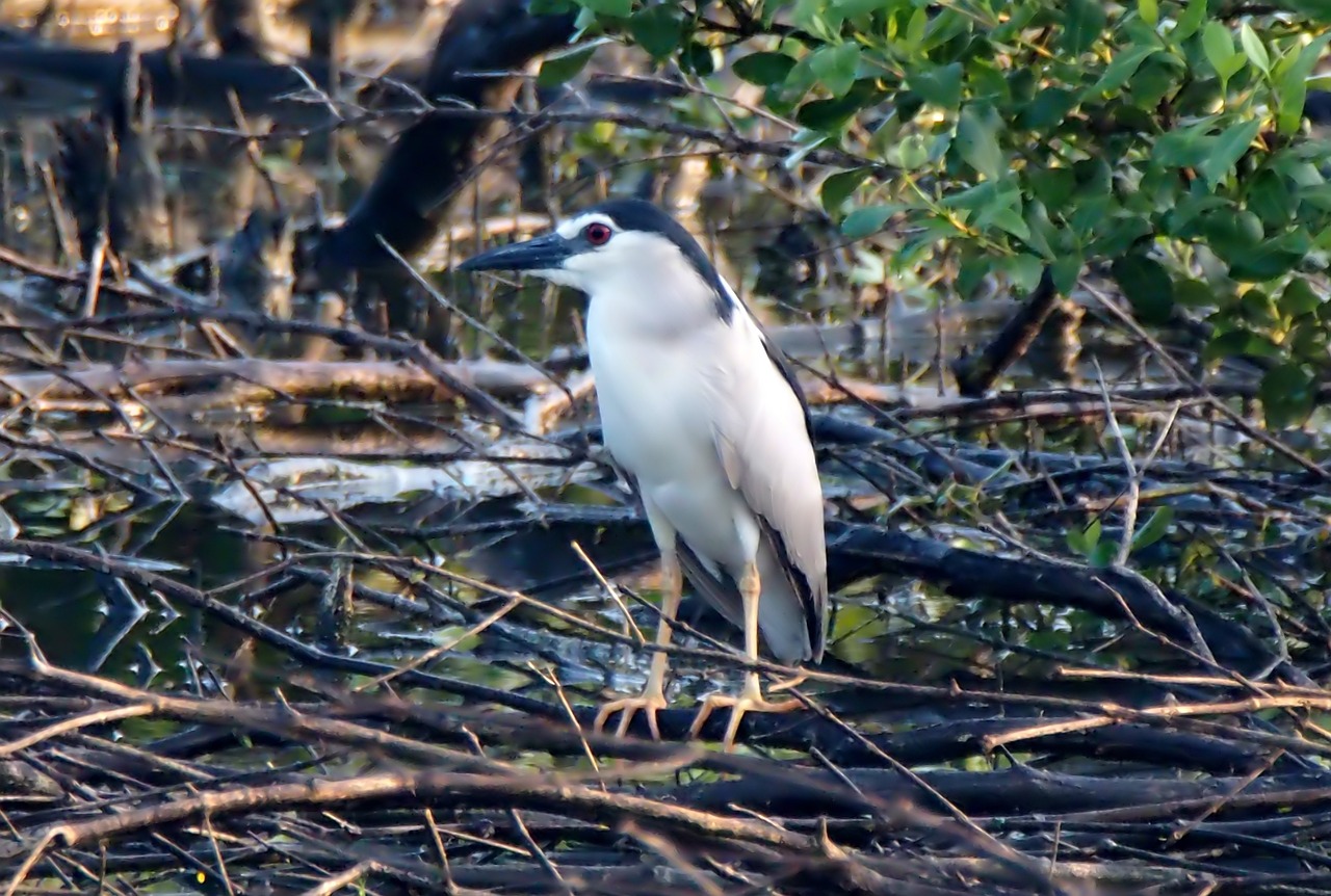 The Importance of Protecting Wetlands